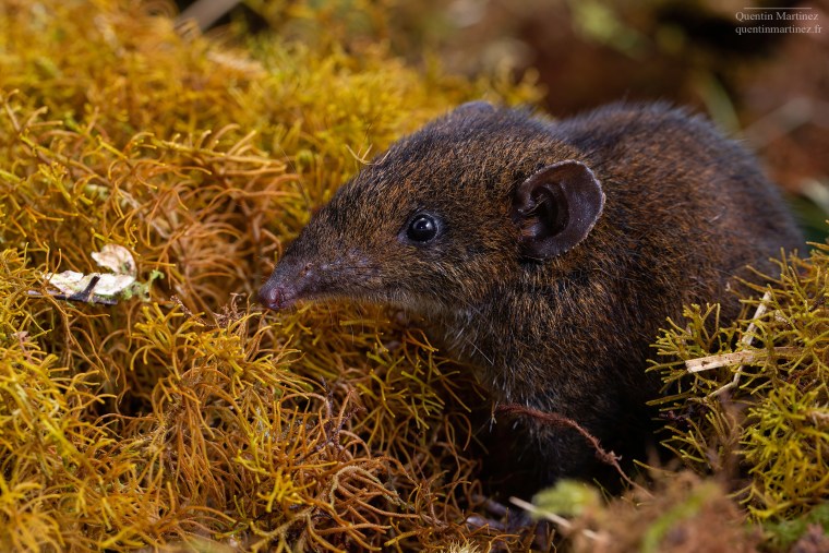 Five new species of soft-furred hedgehogs discovered in south-east Asia