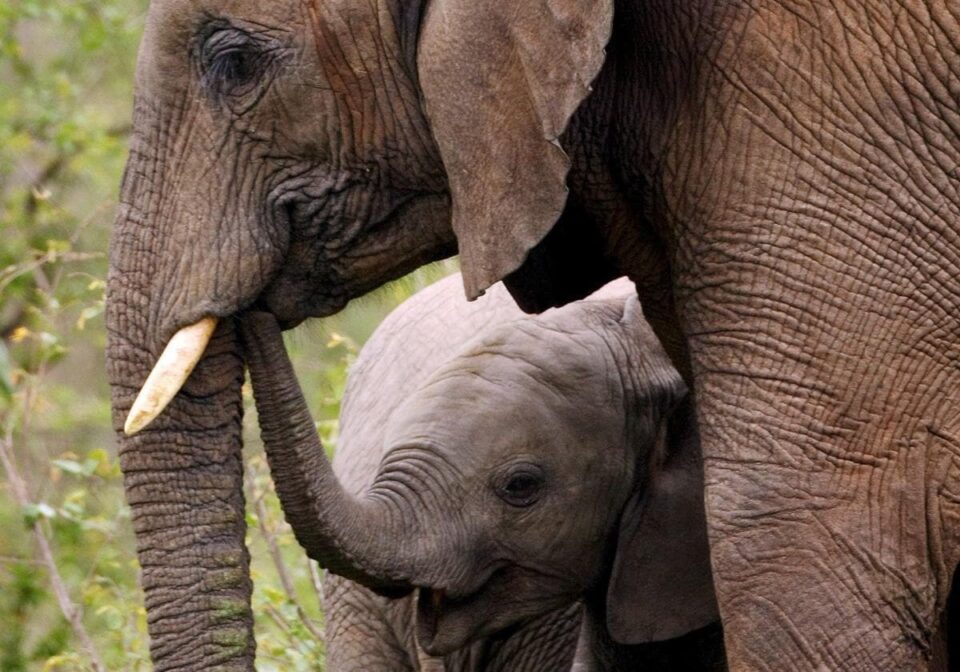 Spanish tourist trampled to death by elephants in South Africa