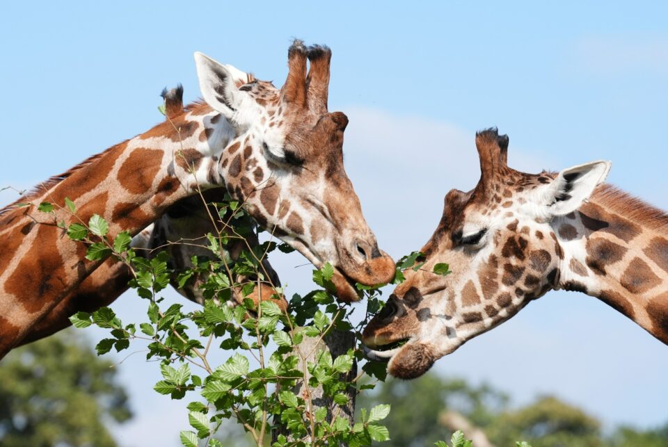 US moves to list giraffes under Endangered Species Act for first time