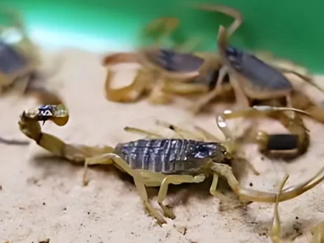 Scorpions ‘taking over’ Brazilian cities with reported stings rising 250%