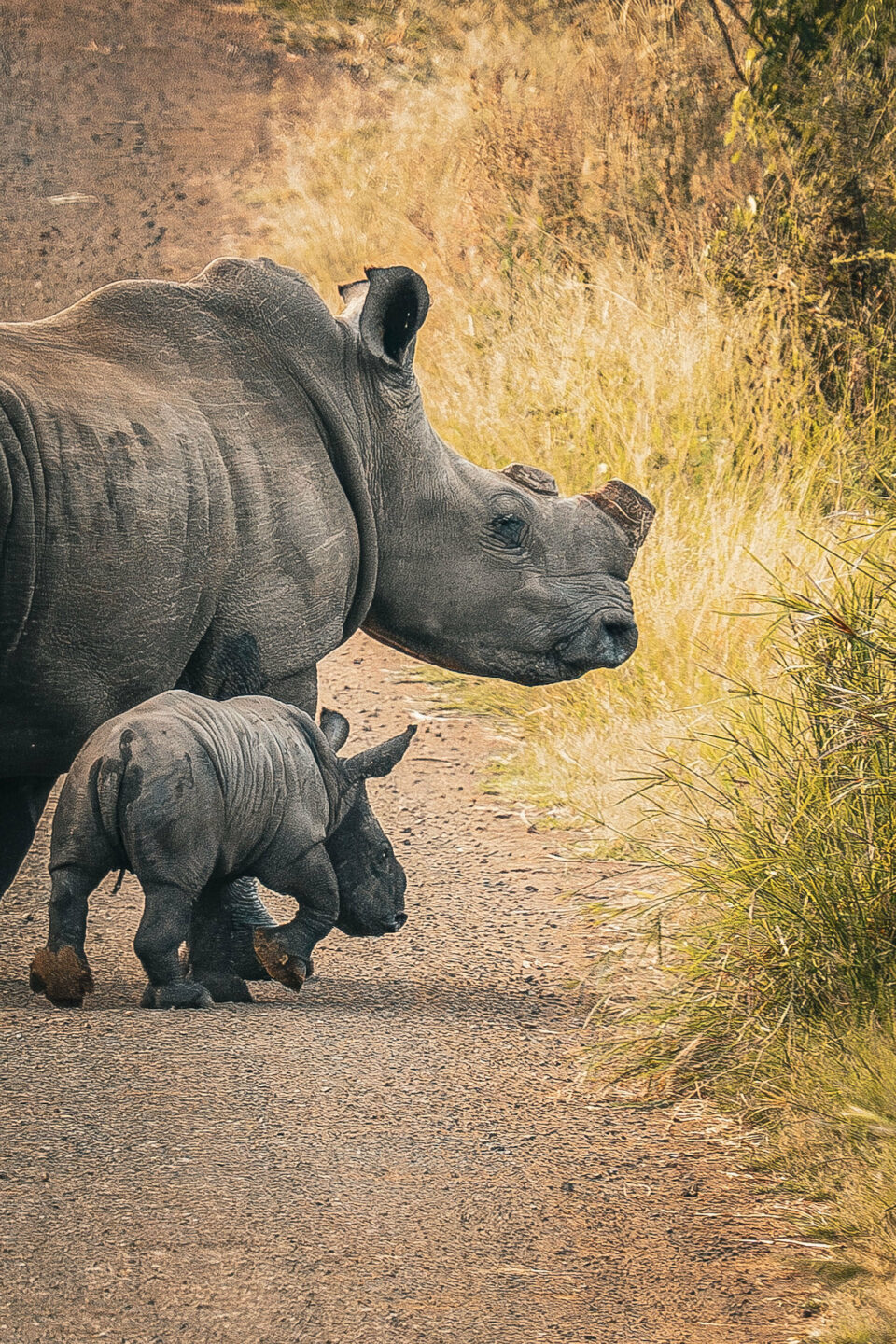 Dehorning rhinos reduces poaching by 80%, study finds