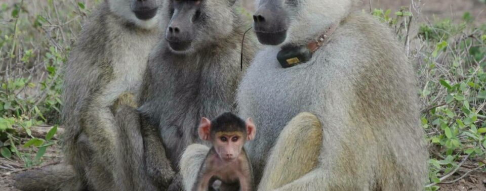 Female baboons with strong relationship to fathers found to live longer