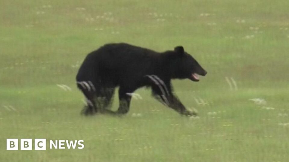 Runaway bear in runway ‘stalemate’ with Japanese airport officials