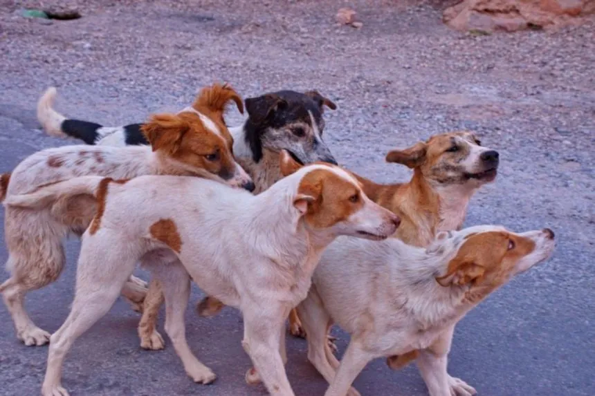 Woman dies of rabies in Yorkshire after contact with dog in Morocco
